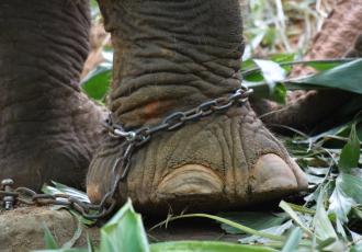 Do Animal Rights Undermine Human Rights?