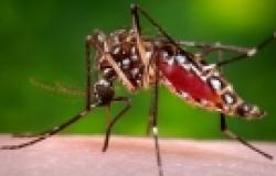 WHO declared a Public Health Emergency about Zika’s effects. Here are Three Takeaways. WHO declared a Public Health Emergency about Zika’s effects. Here are Three Take