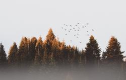 Corporate Role Conceptions in Global Forest Governance Corporate Role Conceptions in Global Forest Governance