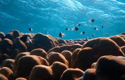 A UN Treaty for Marine Biodiversity: Establishing Environmental Policy Integration in Global Governance A UN Treaty for Marine Biodiversity: Establishing Environmental Policy Integration in Global Governance