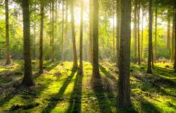 Addressing power imbalances in biosequestration governance Addressing power imbalances in biosequestration governance