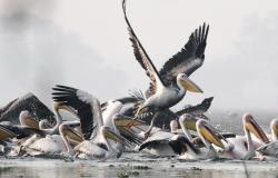 Navigating the Unprecedented Biodiversity Crisis: A Call to Action Navigating the Unprecedented Biodiversity Crisis: A Call to Action