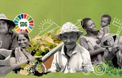 United Nations report highlights the opportunities and challenges of Voluntary Sustainability Standards for Developing Countries United Nations report highlights the opportunities and challenges of Voluntary Sustainability Standards for Developing Countries