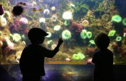 Education for Digital Citizenship is in Vogue, but is it Dominated by a New Commercial Landscape? Education for Digital Citizenship is in Vogue, but is it Dominated by a New Commercial Landscape?