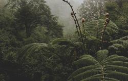 Brazil's insurgency should serve as warning to the Global South: The West will not protect us Brazil's insurgency should serve as warning to the Global South: The West will not protect us